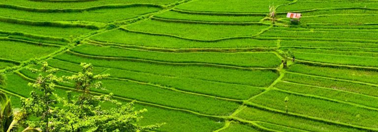 Rice fields in Munduk, Bali