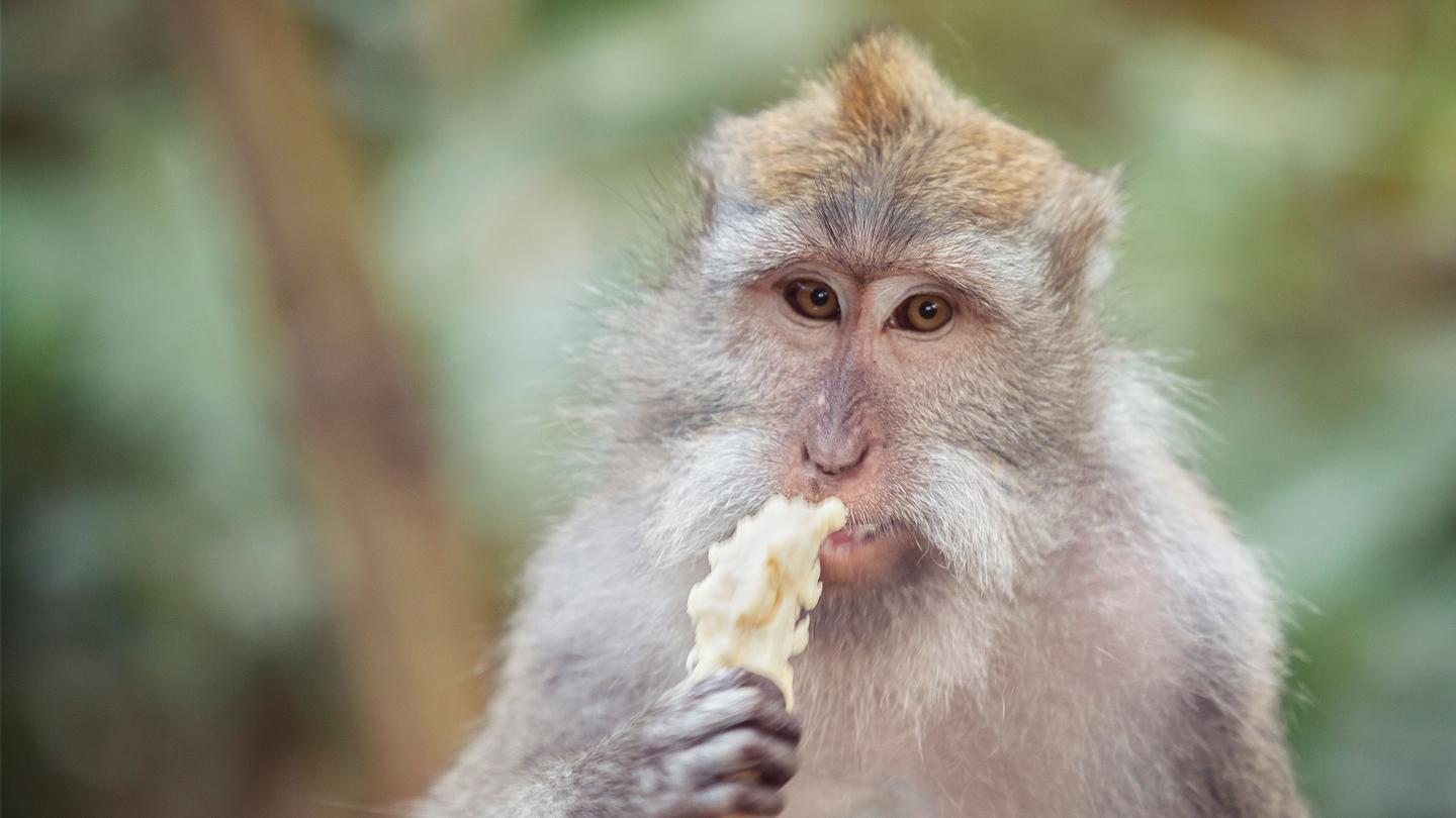Monkey in Ubud, Bali