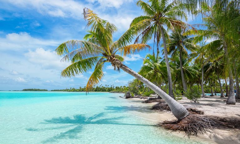Coconut tree on shoreline in Moorea, French Polynesia