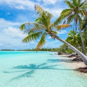 Coconut tree on shoreline in Moorea, French Polynesia