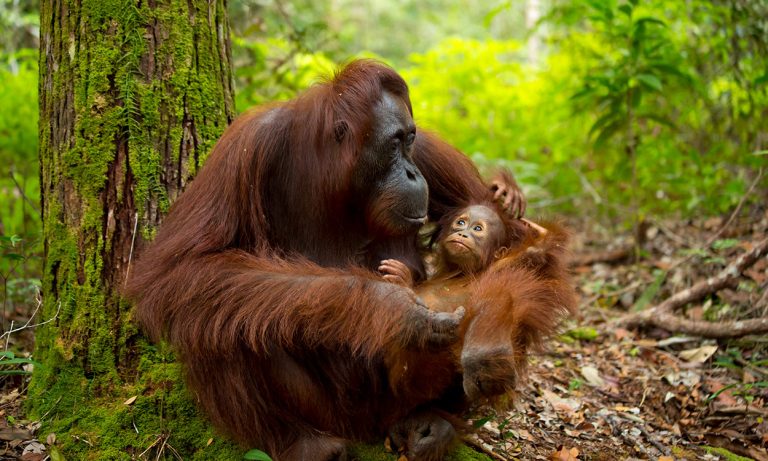 Orangutan in the forest of Borneo