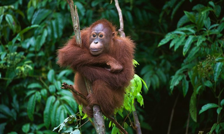 Young Orangutan in tree, Borneo