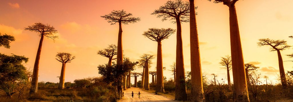 Baobab trees at sunset, Madagascar