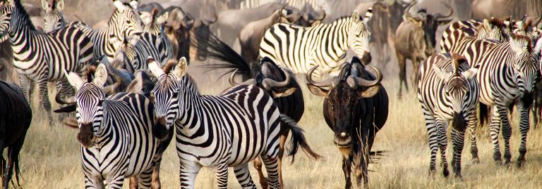 The big migration, Serengeti National Park, Tanzania