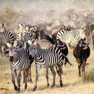 The big migration, Serengeti National Park, Tanzania