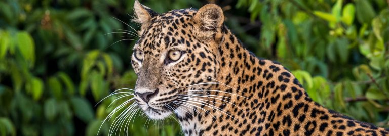 Leopard in the Wilpattu National Park