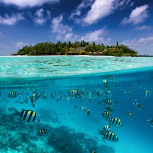 Split view of colorful fish and coconut palm trees, Maldives