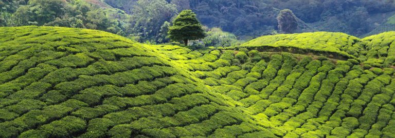Tea plantation at sunset, Sri Lanka