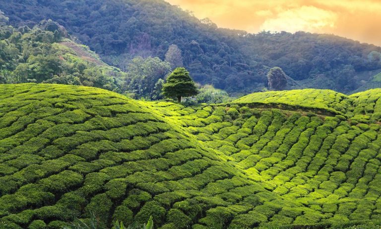 Tea plantation at sunset, Sri Lanka