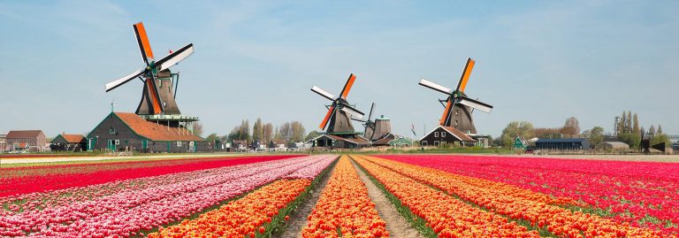 Tulips fields and windmills in the Netherlands