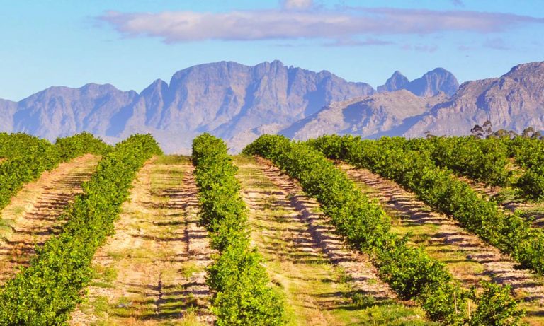 Mendoza Wine Region, Argentina