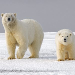 Pair of polar bears in the Arctic