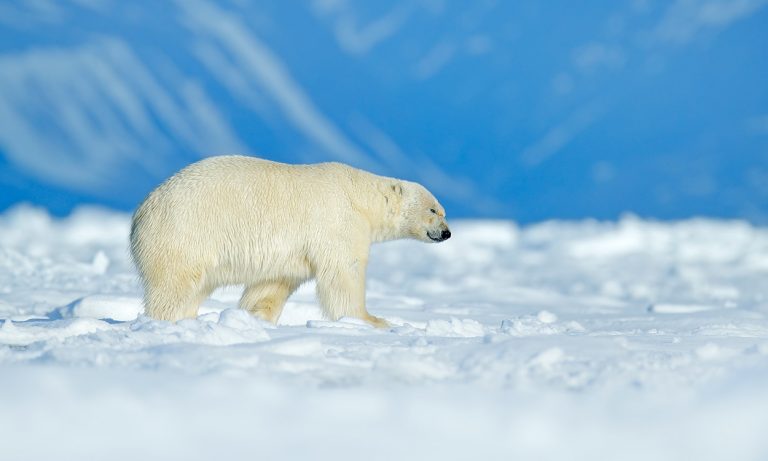 Polar bear walking on ice in the Arctic