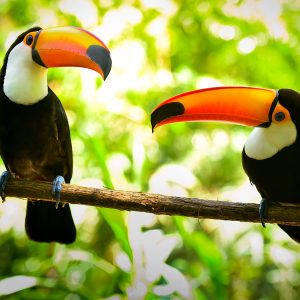 Toco toucan birds in a tropical forest