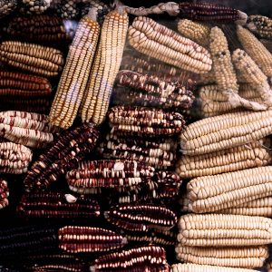 Varieties of corn, Peru