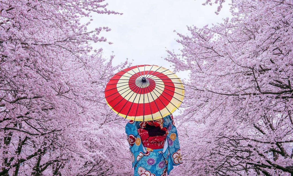 Woman in kimono walking through cherry blossoms, Japan