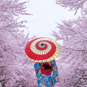 Woman in kimono walking through cherry blossoms, Japan