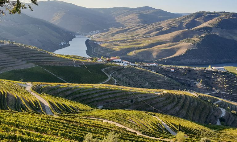 Vineyards along the Douro River, Portugal
