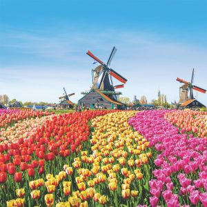 Tulip Fields, Netherlands