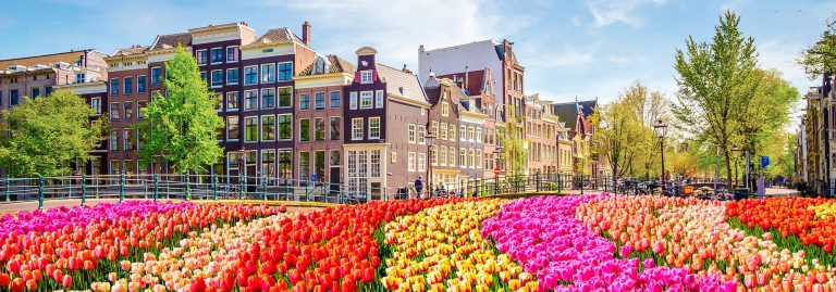 Tulips in Amsterdam, Netherlands
